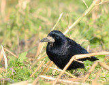 Corvus frugilegus - Corbeau freux - Rook