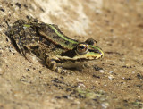 Rana esculenta