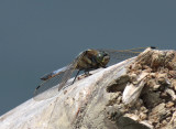 Orthetrum cancellatum