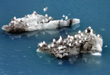 Ice Floes, Glacier Bay, Alaska