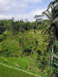 Rice Terraces, Tegallalang