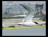 Tern