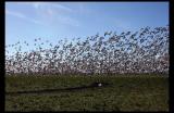 Skagit Snow Geese