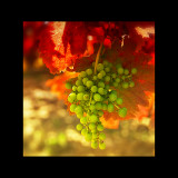 Autumn in La Rioja