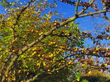 WILD CRAB APPLE TREE IN AUTUMN