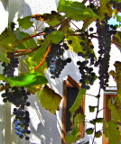 FRUITFUL VINES