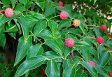 UNUSUAL DECORATIVE FRUIT TREE