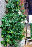 PEARS ON THE BARN
