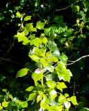 FRESH IVY LEAVES