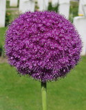 GIANT ALLIUM