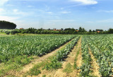 SITE OF THE BATTLE OF PASSCHENDAELE . 1