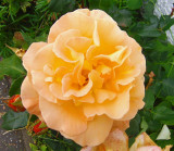 APRICOT ROSE