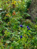 ALPINE FLORA