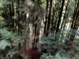 SOFT GLOW FOREST SCENE . 1