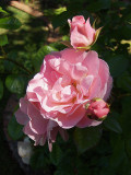 PINK ROSE & BUDS