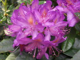 A RHODODENDRON BLOOM   669