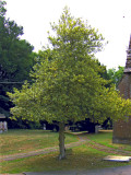 HOLLY TREE IN CHURCHYARD