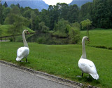 LINDERHOF SWANS