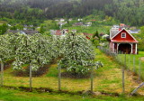 Apple blossom