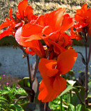 RED CANNA