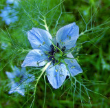 A LOVE-IN-A-MIST   828