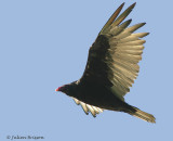 Urubu  tte rouge - Turkey Vulture