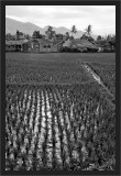 Rice fields in small town