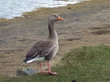 Goose