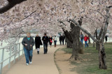 Cherry Blossoms along Tidal Basin, Washington, D.C.