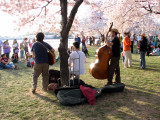 2006 Cherry Blossom Festival in Washington, D.C.