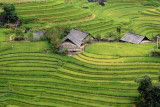 Sapa terrace rice fields