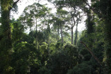 The view at 30 meter on lowland dipterocarp forest
