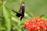 Raja Brooke Birdwings Butterfly (female)