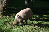 Breaded pig