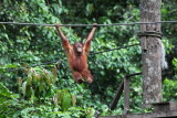 Sepilok Orang Utan Sanctuary