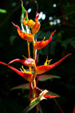 Helliconia