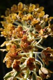 Grammatophyllum speciosum.
