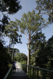 Rainforest Discovery Centre canopy walk