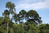 Rainforest Discovery Centre canopy walk
