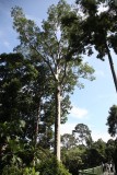 Rainforest Discovery Centre canopy walk