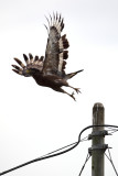 Serpent eagle