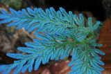 Peacock fern (Selaginella wildenowii)