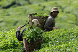 Tea leaves harvester