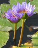 Wetland Park, Hong Kong