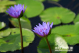 Wetland Park, Hong Kong