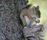 Bar Harbor KOA Chipmunk