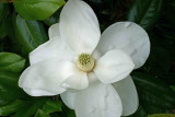 Original Magnolia