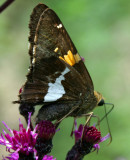 Other Butterfly Close Up