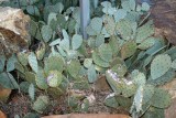 Pine Log Cactus