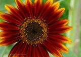 August 3 - Sunflower